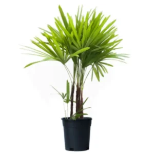 Raphis Plant Outdoor Plant 02