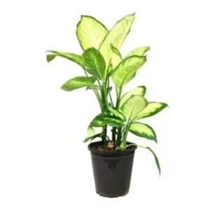 indoor plant springrose souq Dieffencamille