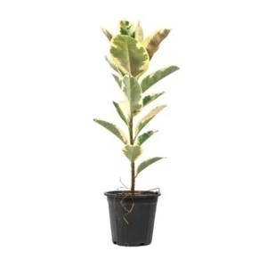 indoor plant springrose souq Ficus Variegata