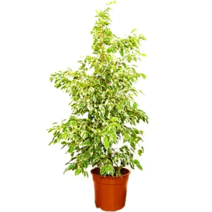 indoor plants dubai UAE springrose souq Ficus Starlight