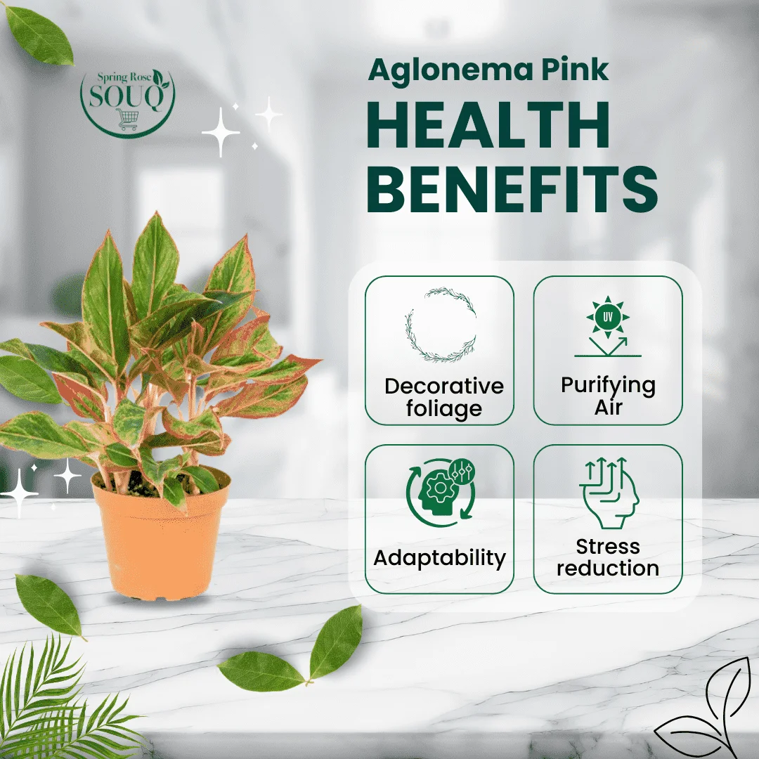 Aglonema Pink Indoor Plant 01