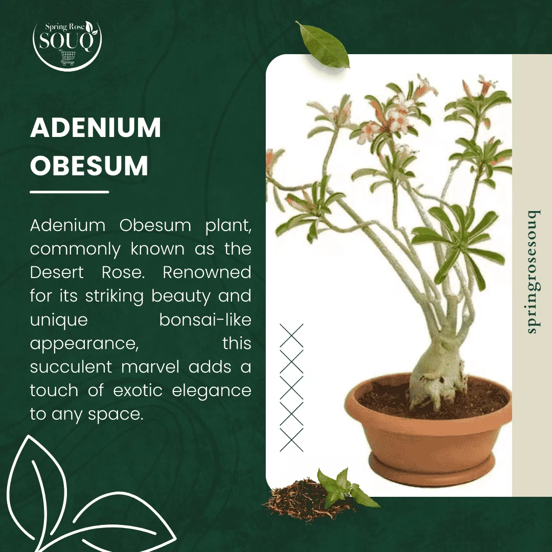 Adenium Obesum Outdoor Plant 02