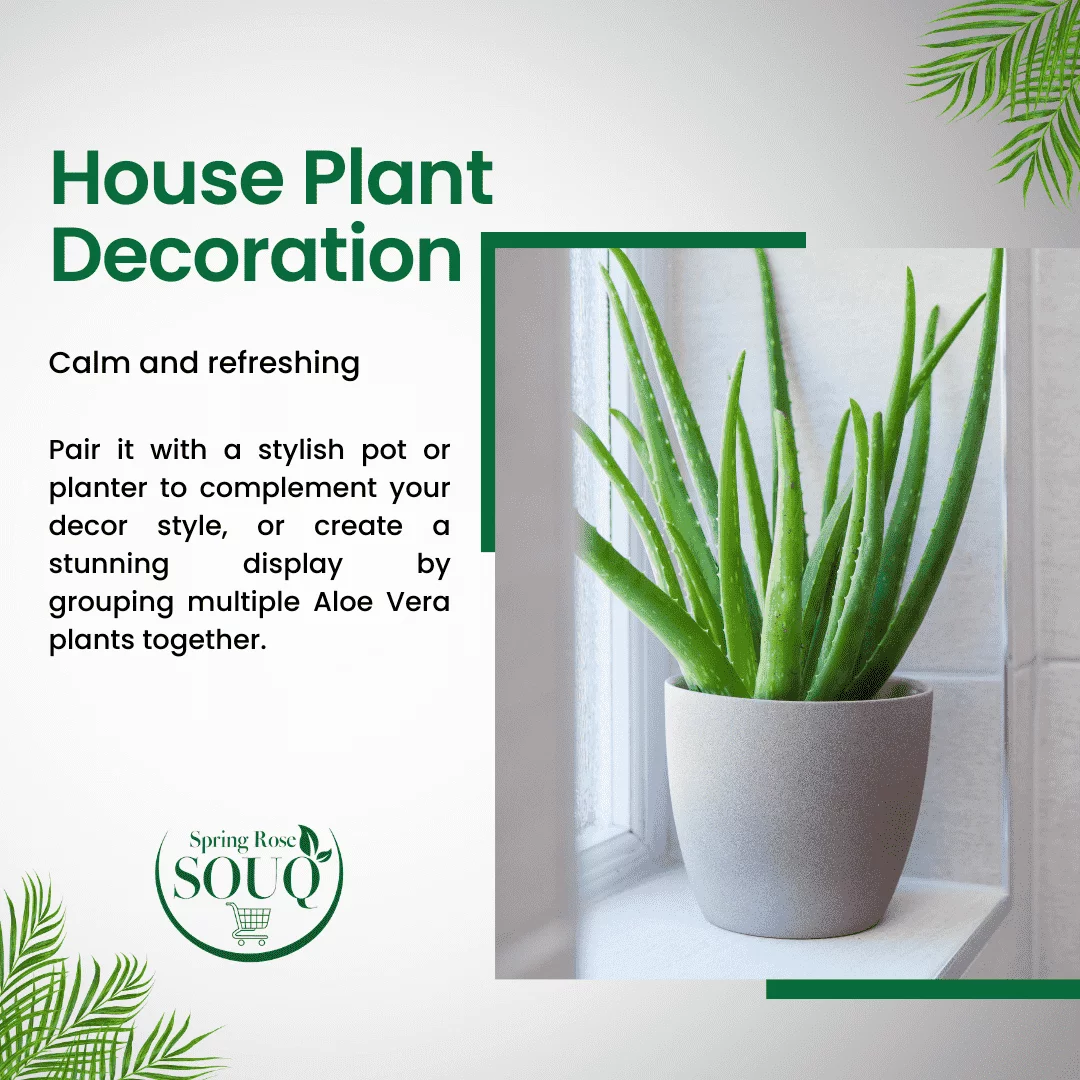 Best Aloe Vera Plant 02