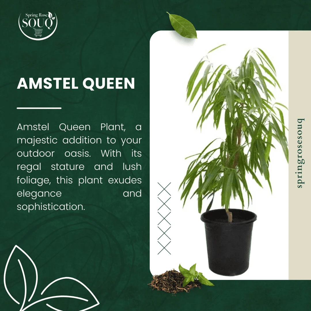 Amstel Queen Outdoor Plant 02