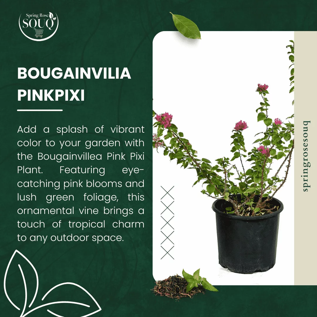 Bougainvilia Pink Pixi Plant 02