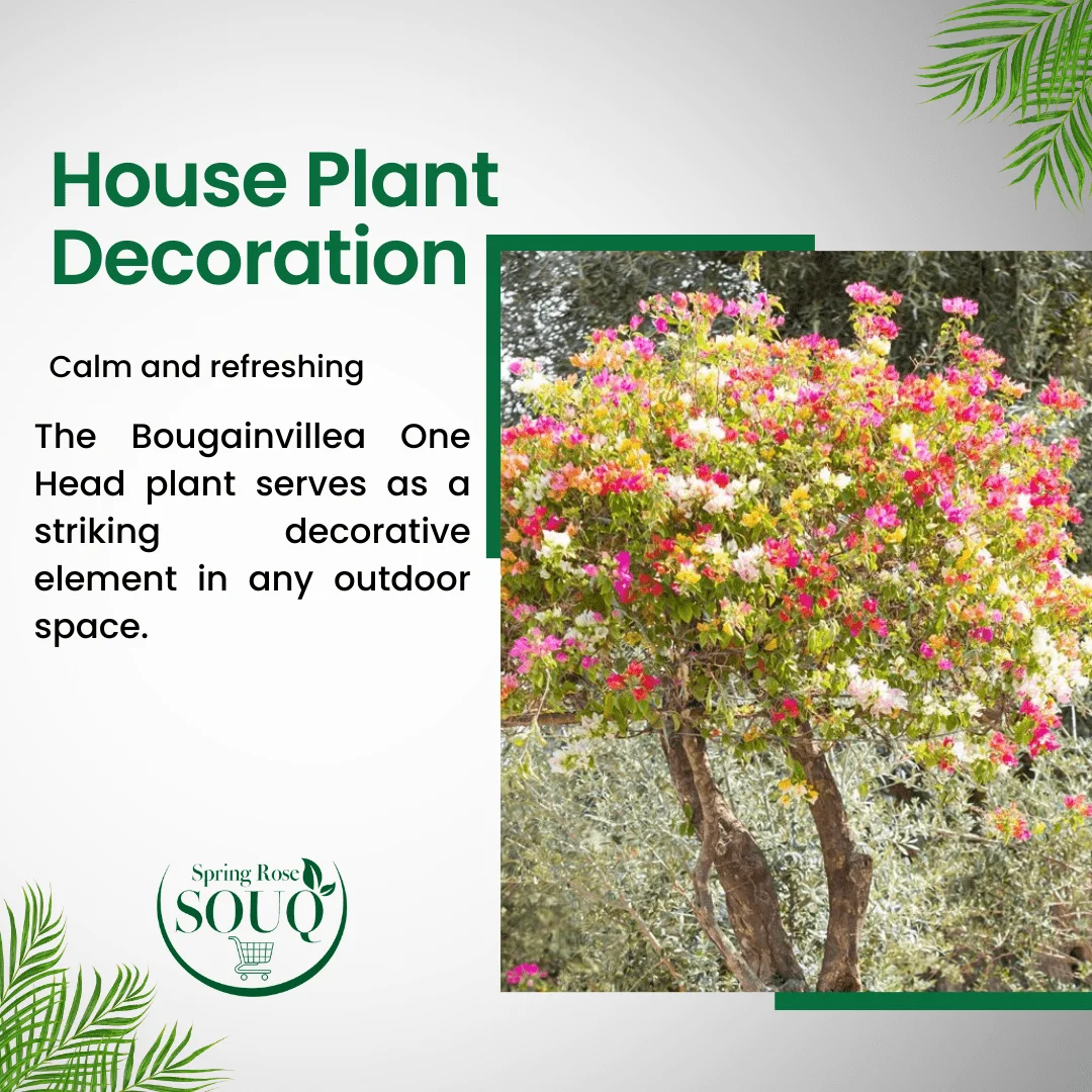 Bougainvillea One Head Plant 02
