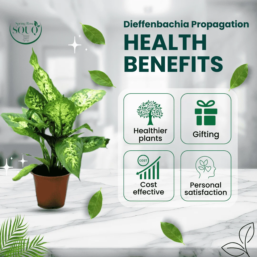 Dieffenbachia Propagation Indoor Plant 01