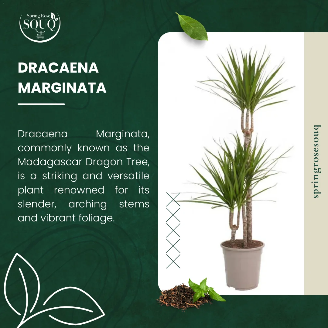 Dracaena Marginata Indoor Plant 03