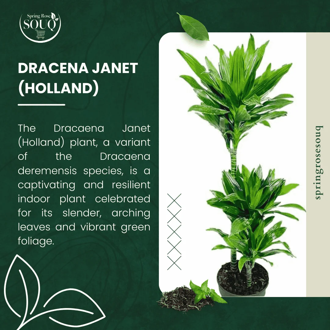 Dracena Janet Indoor Plant 02