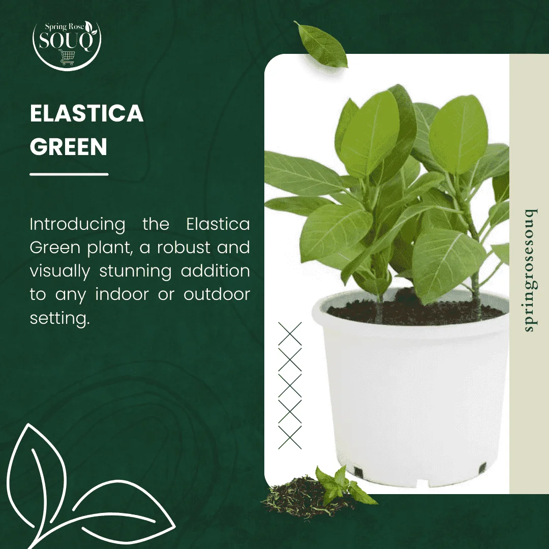 Elastica Green Indoor Plant 02