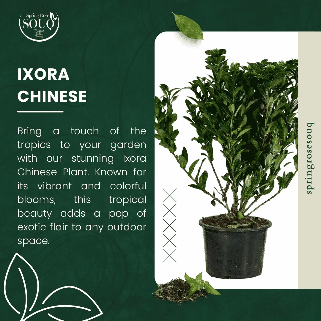 Ixora Chinese Outdoor Plant 02
