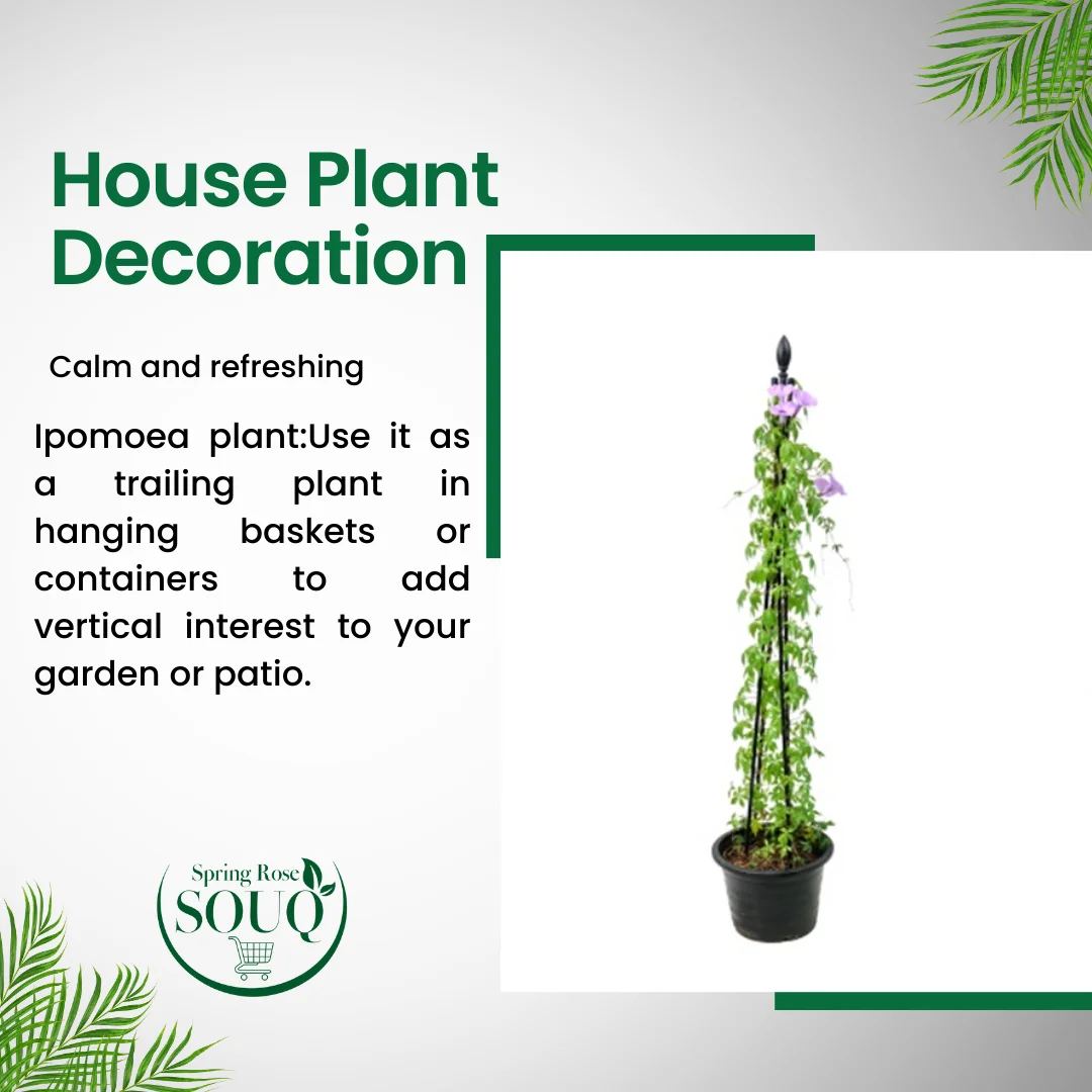 Ipomea plant Outdoor Plant 02
