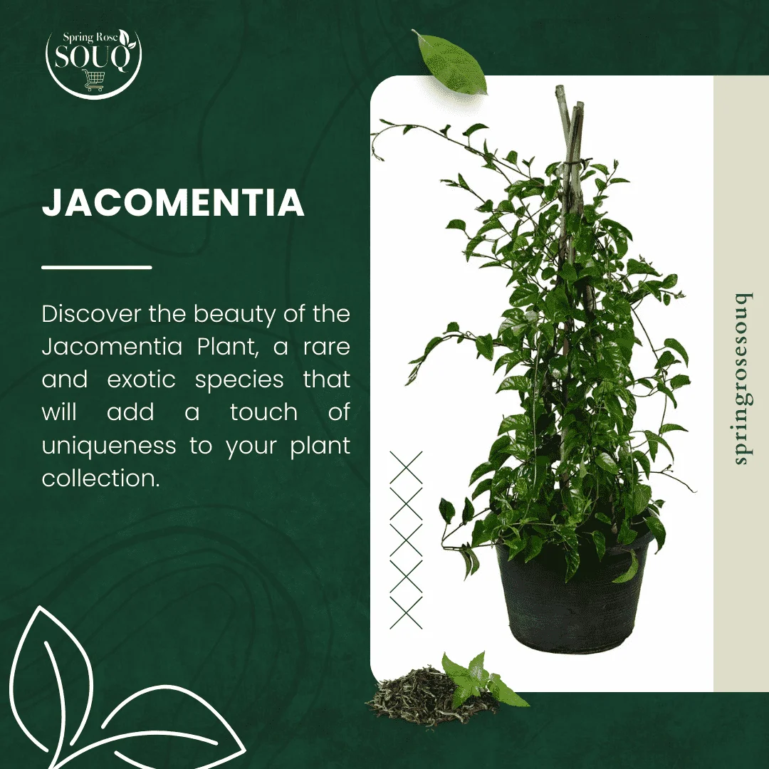 Jacomentia Plant Outdoor Plant 02