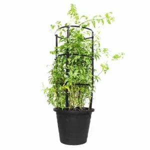 Jasmine Grandiflora Outdoor Plant 01