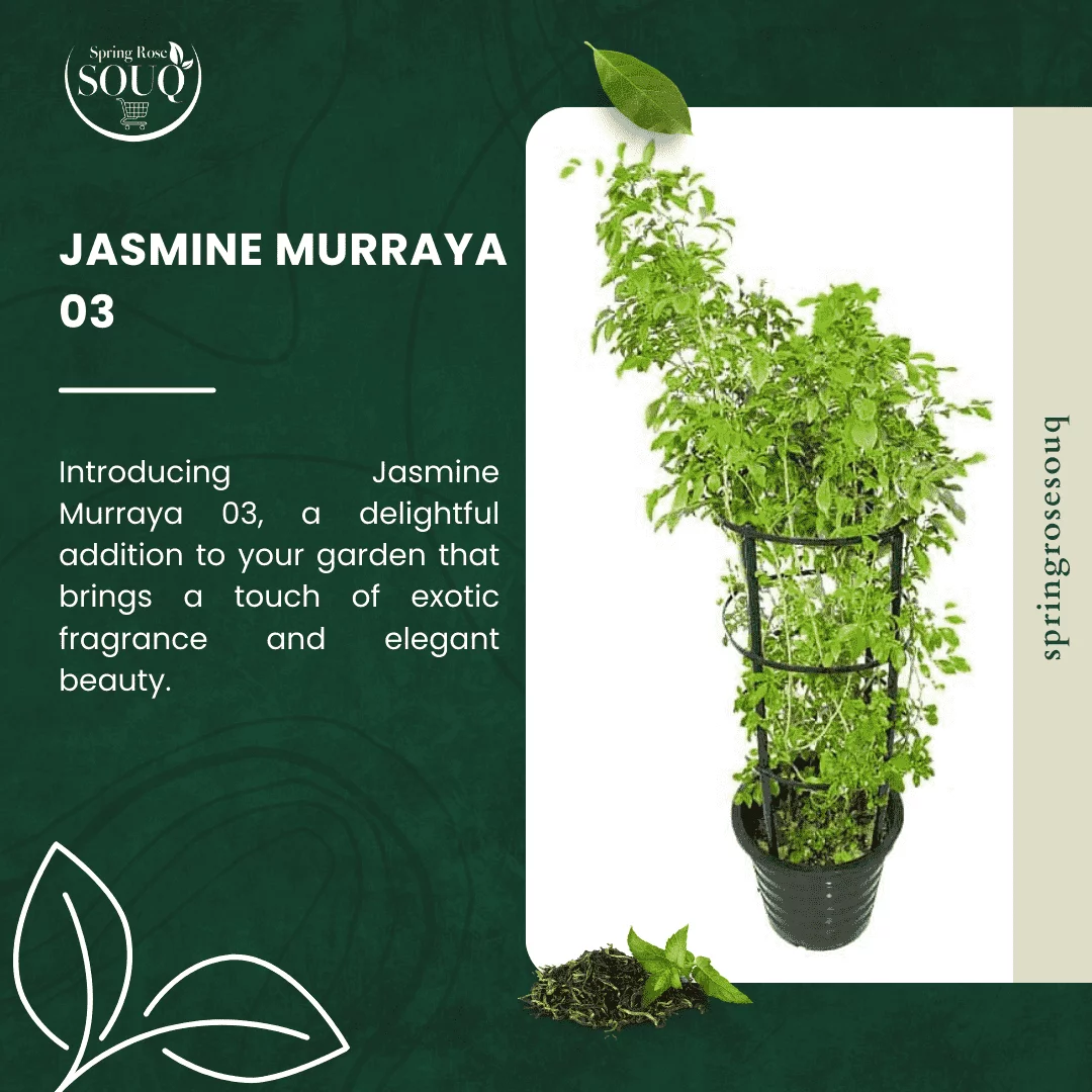 Jasmine Murraya Outdoor Plant 05