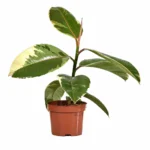 indoor plants dubai UAE springrose souq Ficus Verigated