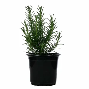 Buy Rosemary Plant Online