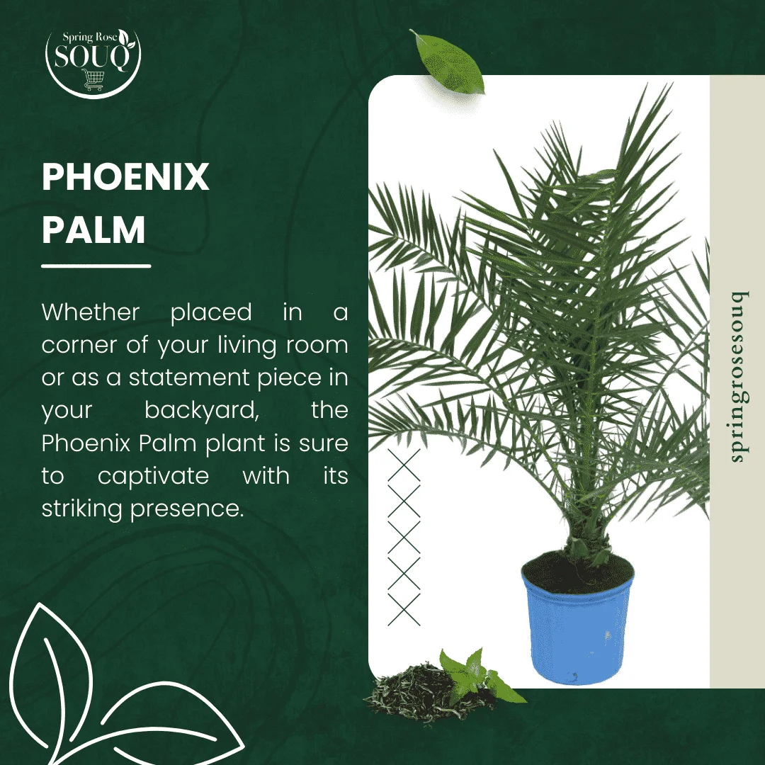 Phoenix Palm Outdoor Plant 02