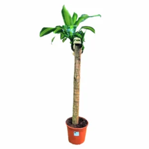 indoor plant springrose souq Dracaena Massangana 1pp