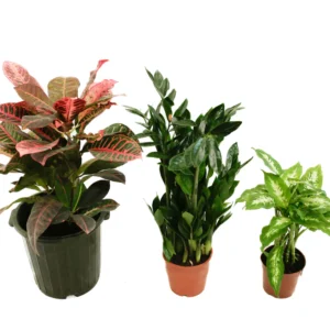 indoor plants dubai UAE springrose souq croton plant combo