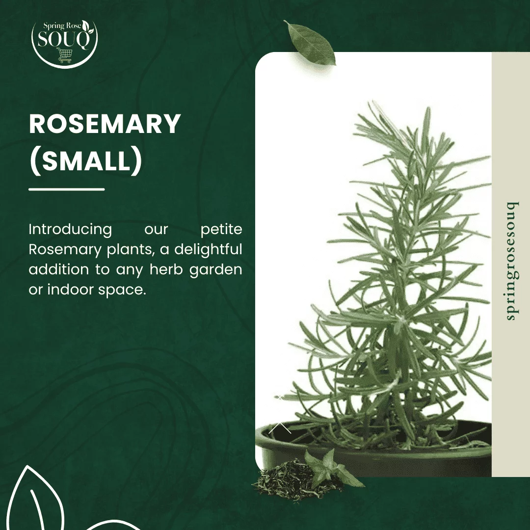 Best Rosemary small online 2