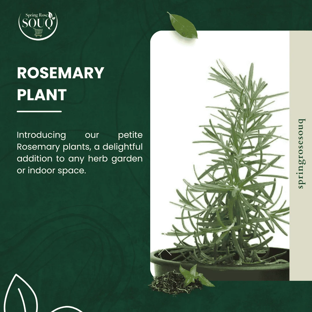 buy rosemary outdoor online 2