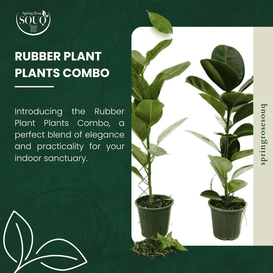 Rubber Indoor Home Plant 02