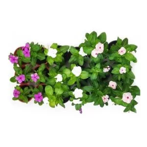 plant in dubai vinca spring rose souq