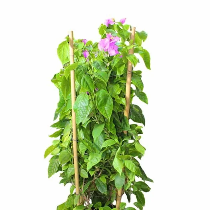 Bougainvillea Big Outdoor Plant 02