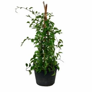Jacomentia Plant Outdoor Plant 01