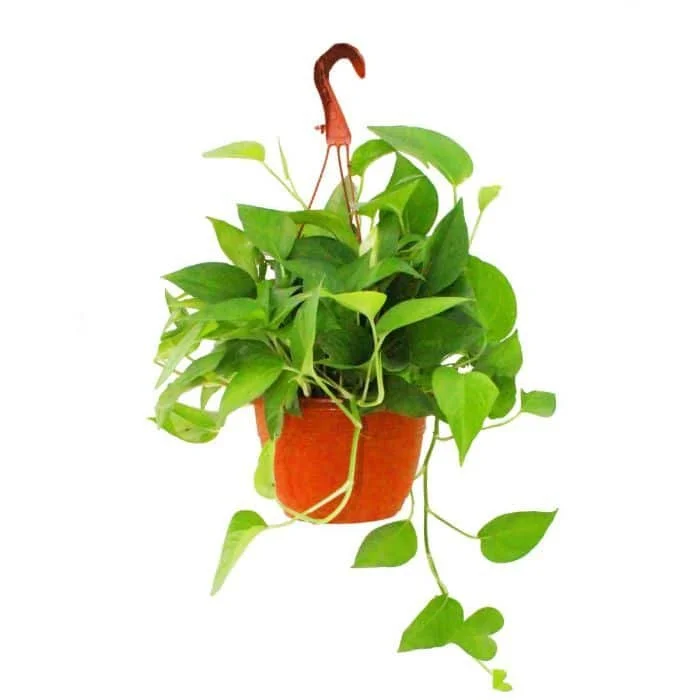 money plant hanging spring rose souq