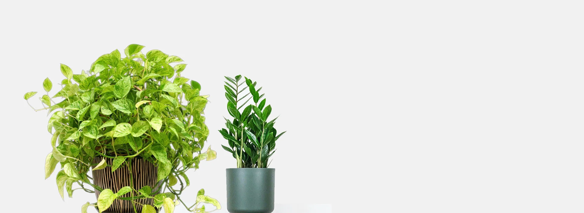 indoor plants 1920x700(2) plant shop dubai springrose souq slider 1