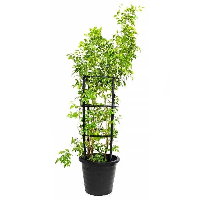Jasmine Murraya Indoor Plant 01