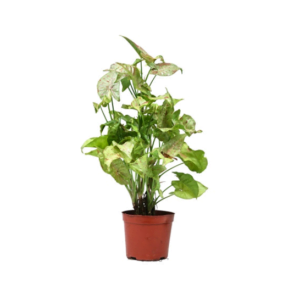 indoor plants dubai UAE springrose souq Syngonium live plant