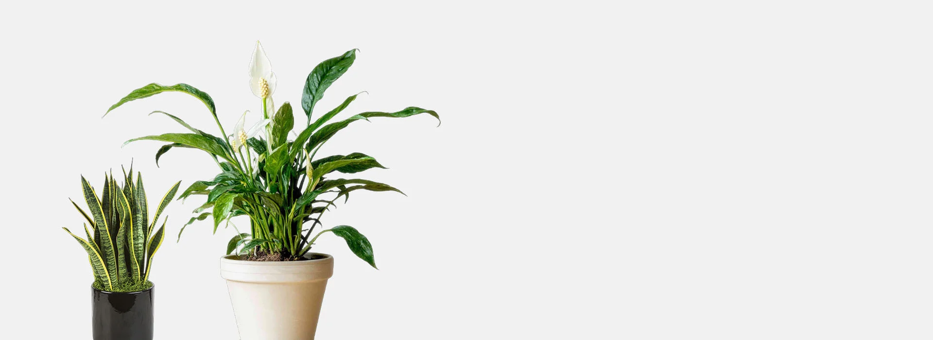 outdoor plants 1920x700(2) plant shop dubai springrose souq slider 2