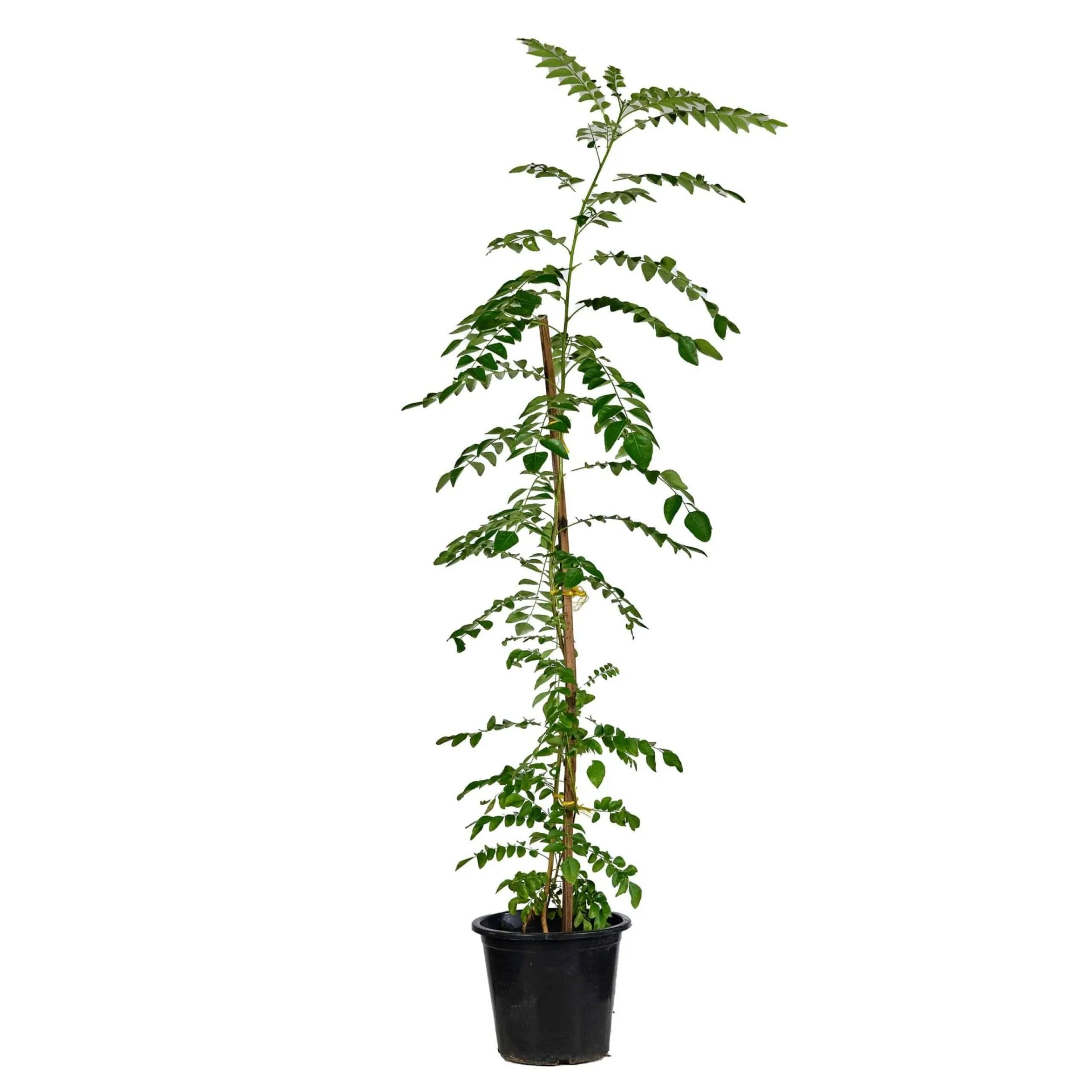 Karipata outdoor Plant dubai