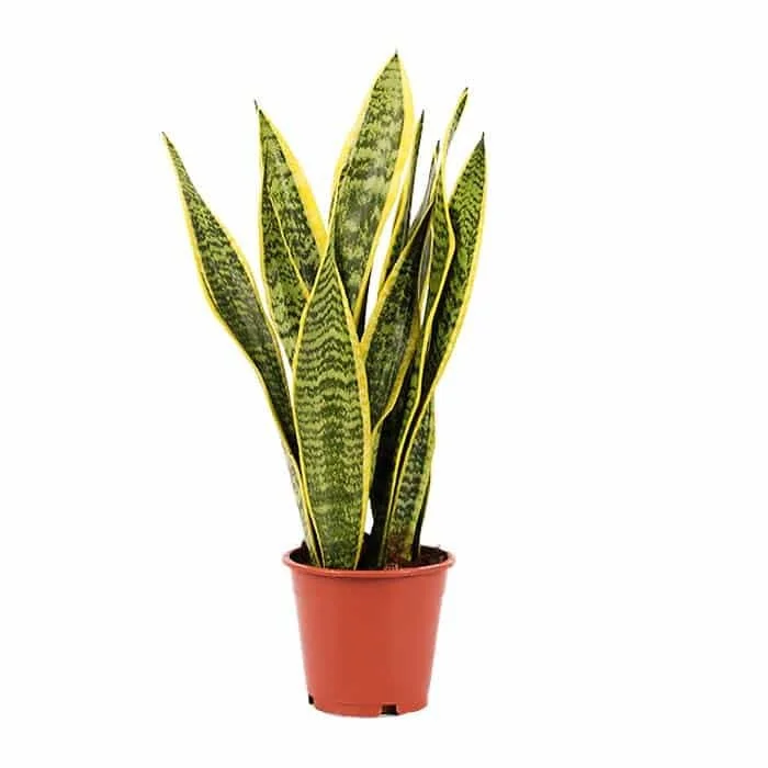 plant in dubai best snake plant UAE