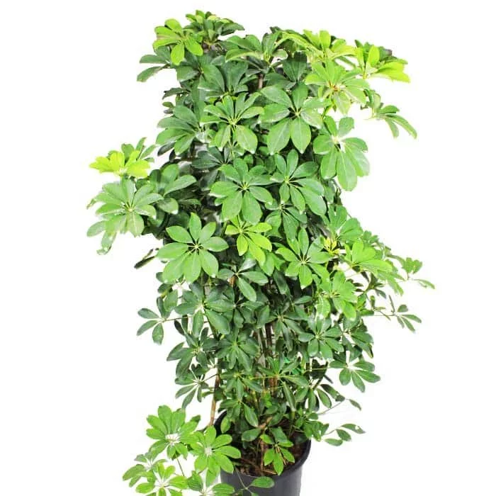 Schefflera Arboricola Outdoor Plant 02
