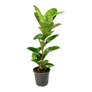 indoor plants dubai UAE springrose souq Elastica Green-Rubber Plant