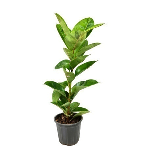 indoor plants dubai UAE springrose souq Elastica Green-Rubber Plant