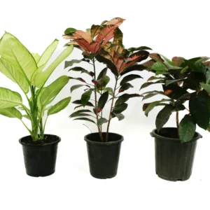 indoor plants dubai UAE springrose souq Dieffenbachia Plants Combo 2