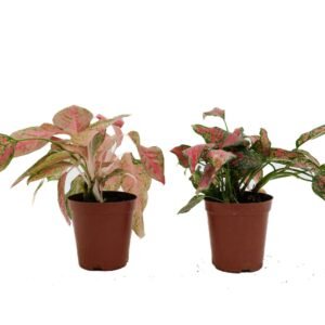 indoor plants dubai UAE springrose souq Aglonema Plants Combo