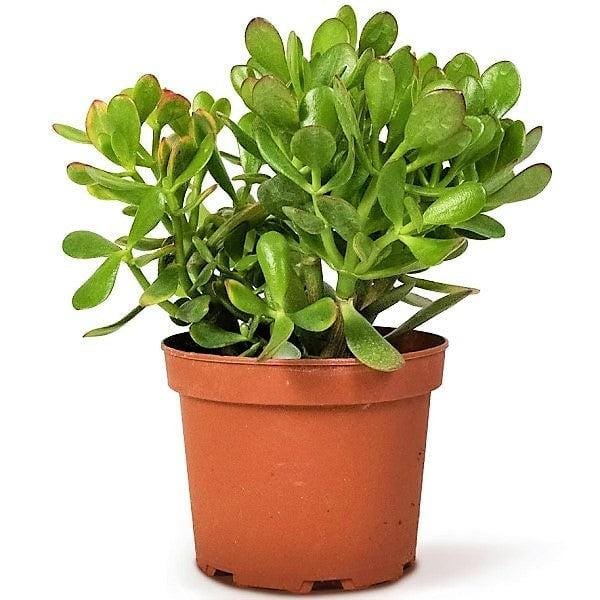 Jade Plant